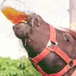 horsebeer Forget the water