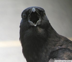 american-crow
