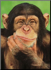 ED0281_pChimpanzee-Posters ED0281_pChimpanzee-Posters