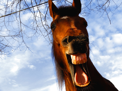 laughing horse