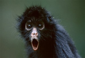 black-spider-monkey How Much?