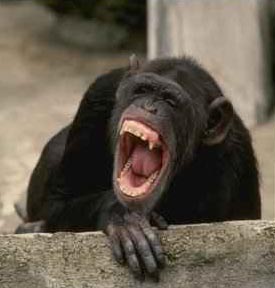 chimpanzee chimpanzee
