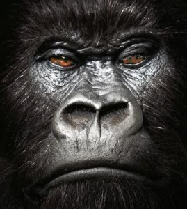 gorilla EPA Gorilla