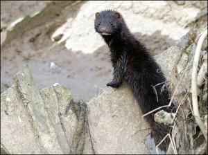 mink_470x352 Pleasant Lake Mink