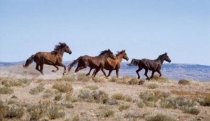 wild-horses